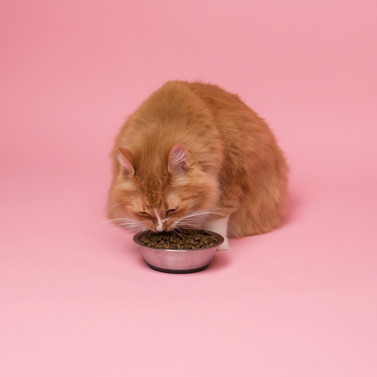 Senior feline enjoying the best cat food for senior cats from a ceramic bowl