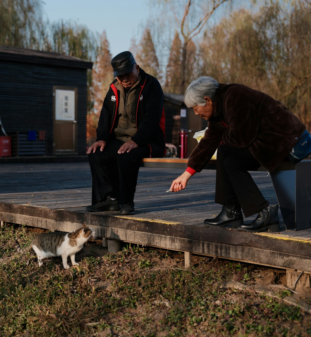 Older cat eating the best cat food for senior cats from a shallow dish