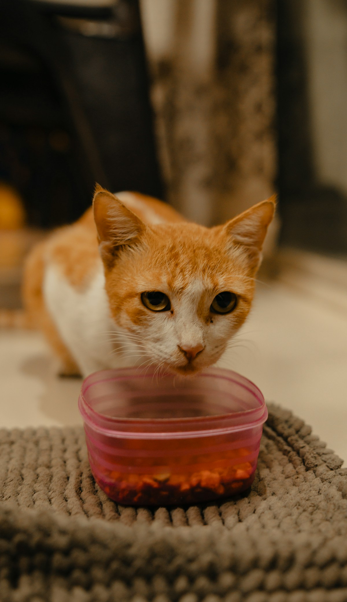 Measured bowl of best cat food for sensitive stomach for daily feeding routine