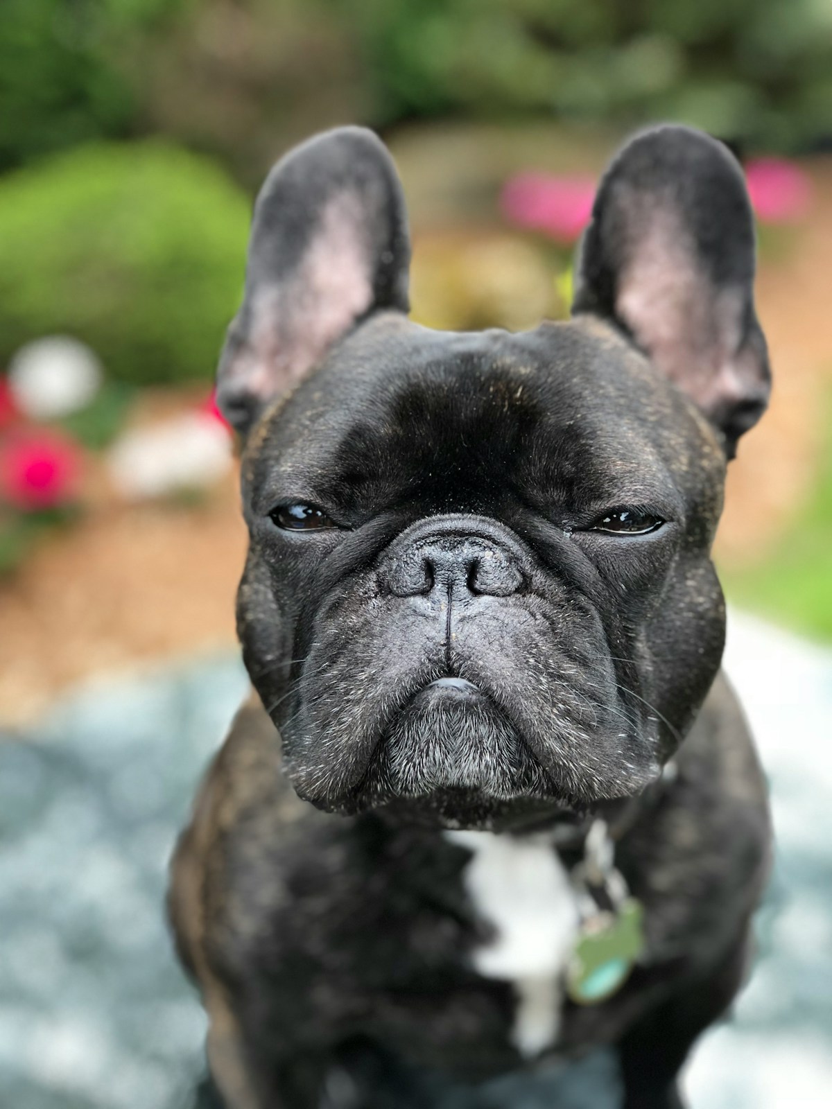 Calm French Bulldog featured in a best dog food for frenchies nutrition guide