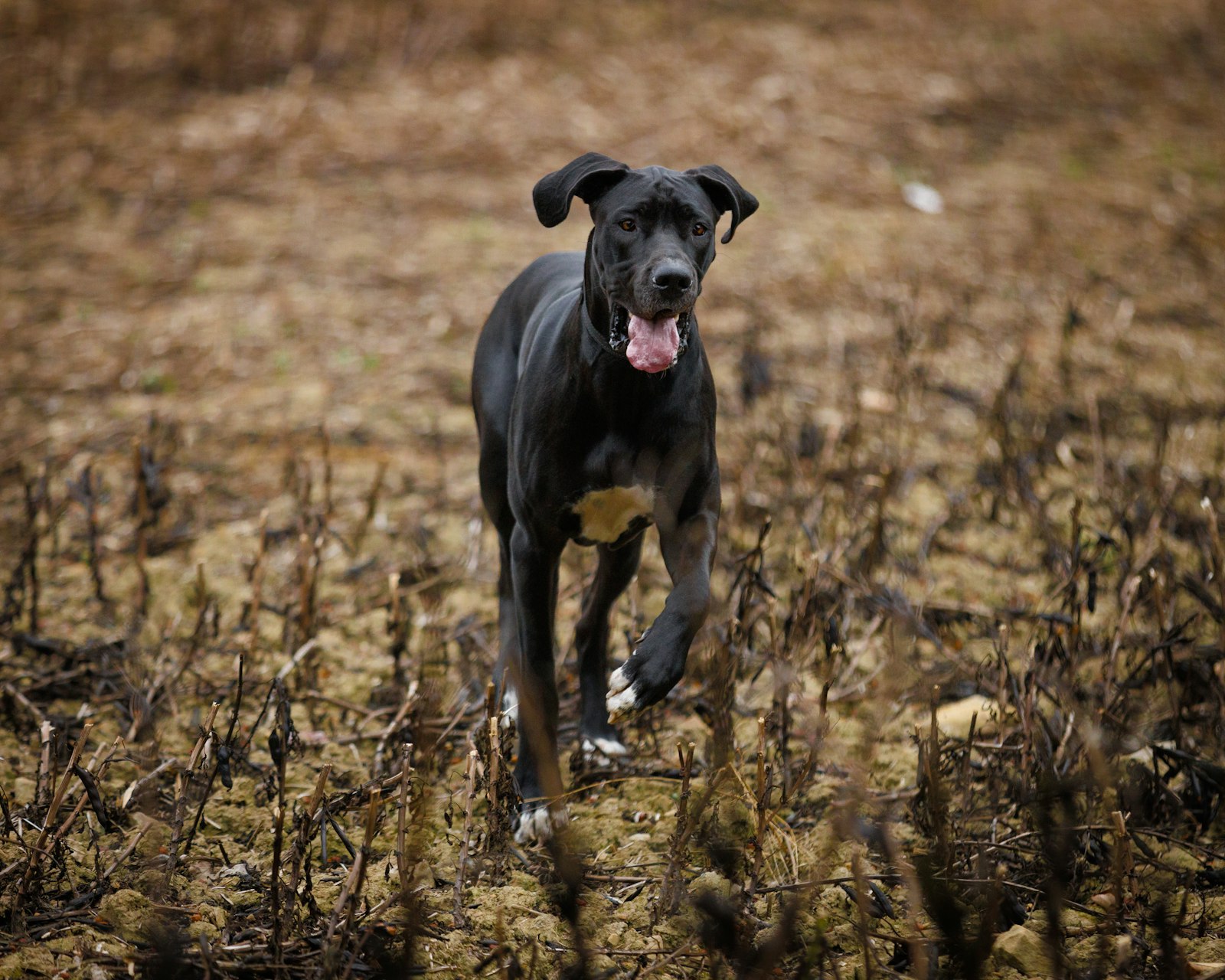 Great Dane puppy eating the best dog food for great danes during controlled growth stage