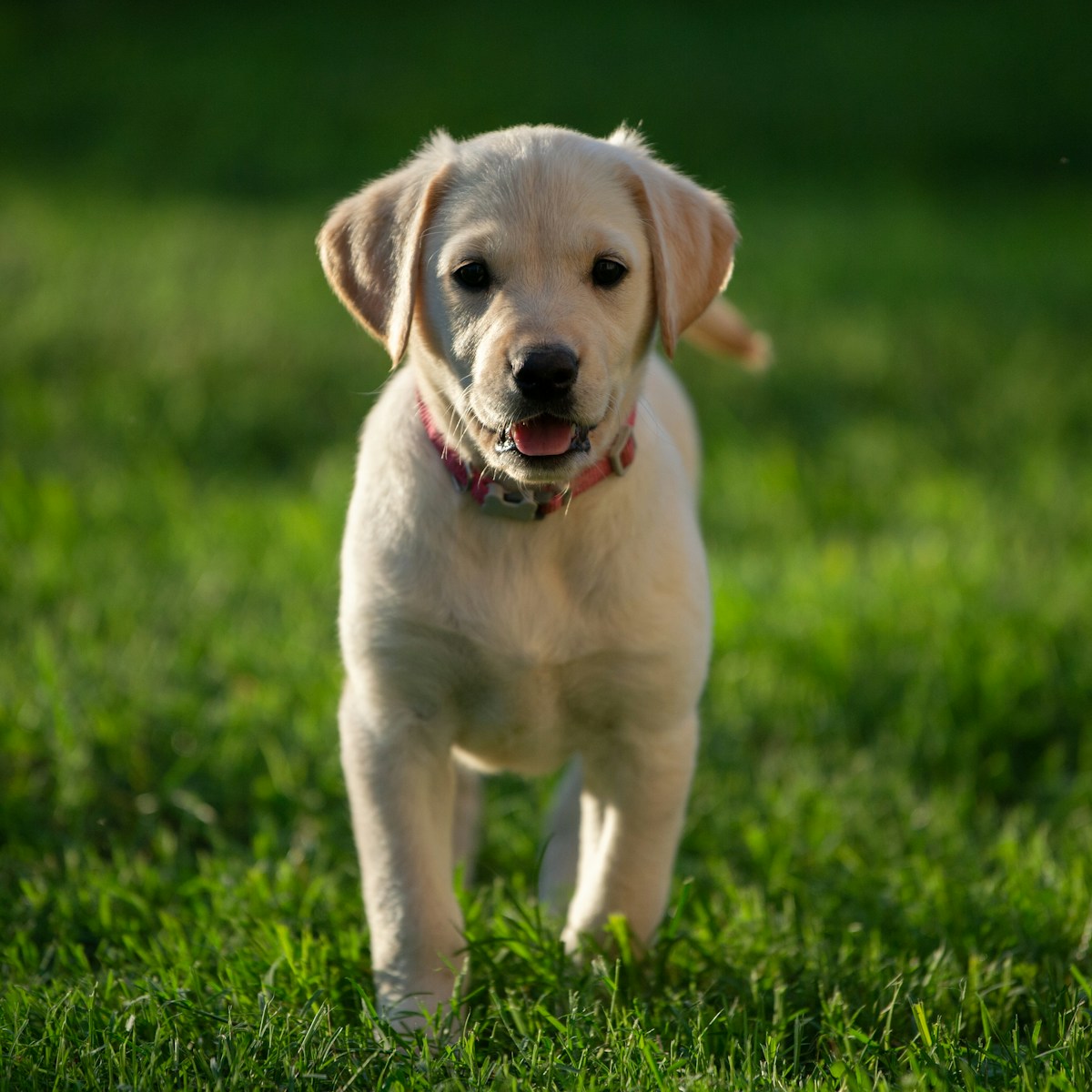Labrador puppy eating the best dog food for labrador retrievers during a scheduled meal