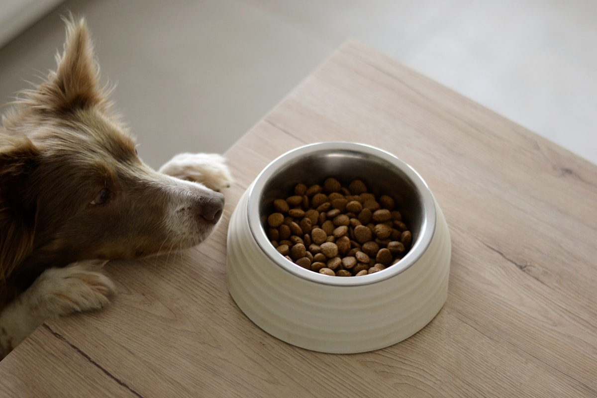 Measured serving of the best dog food for skin allergies in a clean feeding bowl
