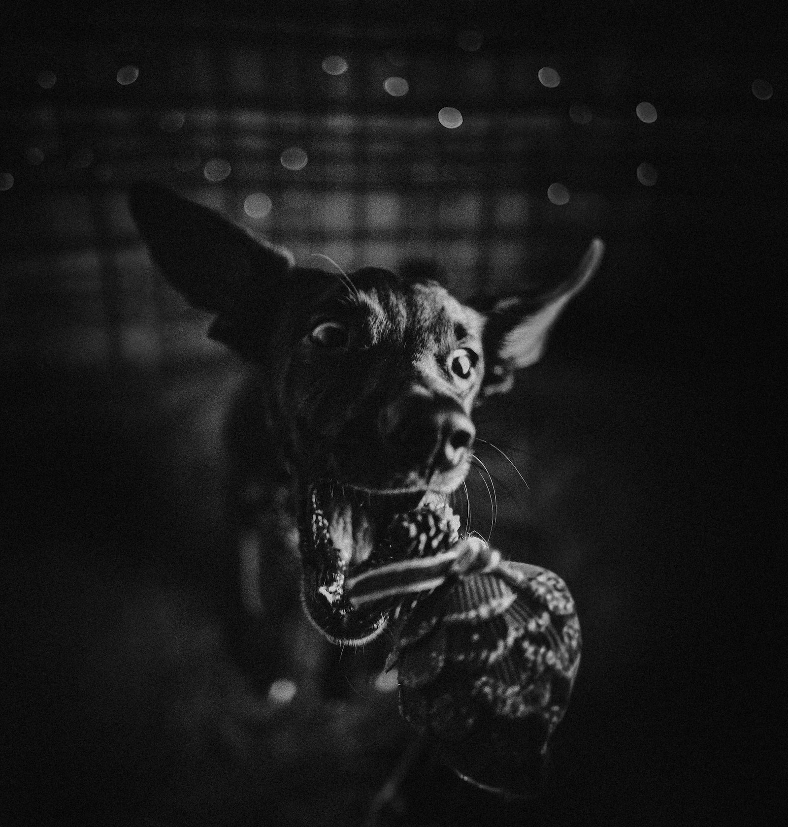 Working-breed setup featuring the best dog toys for german shepherds