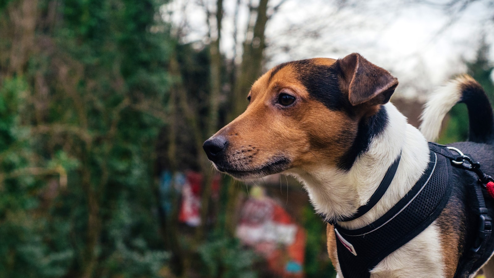 Puzzle and tug options from the best dog toys for german shepherds toy rotation