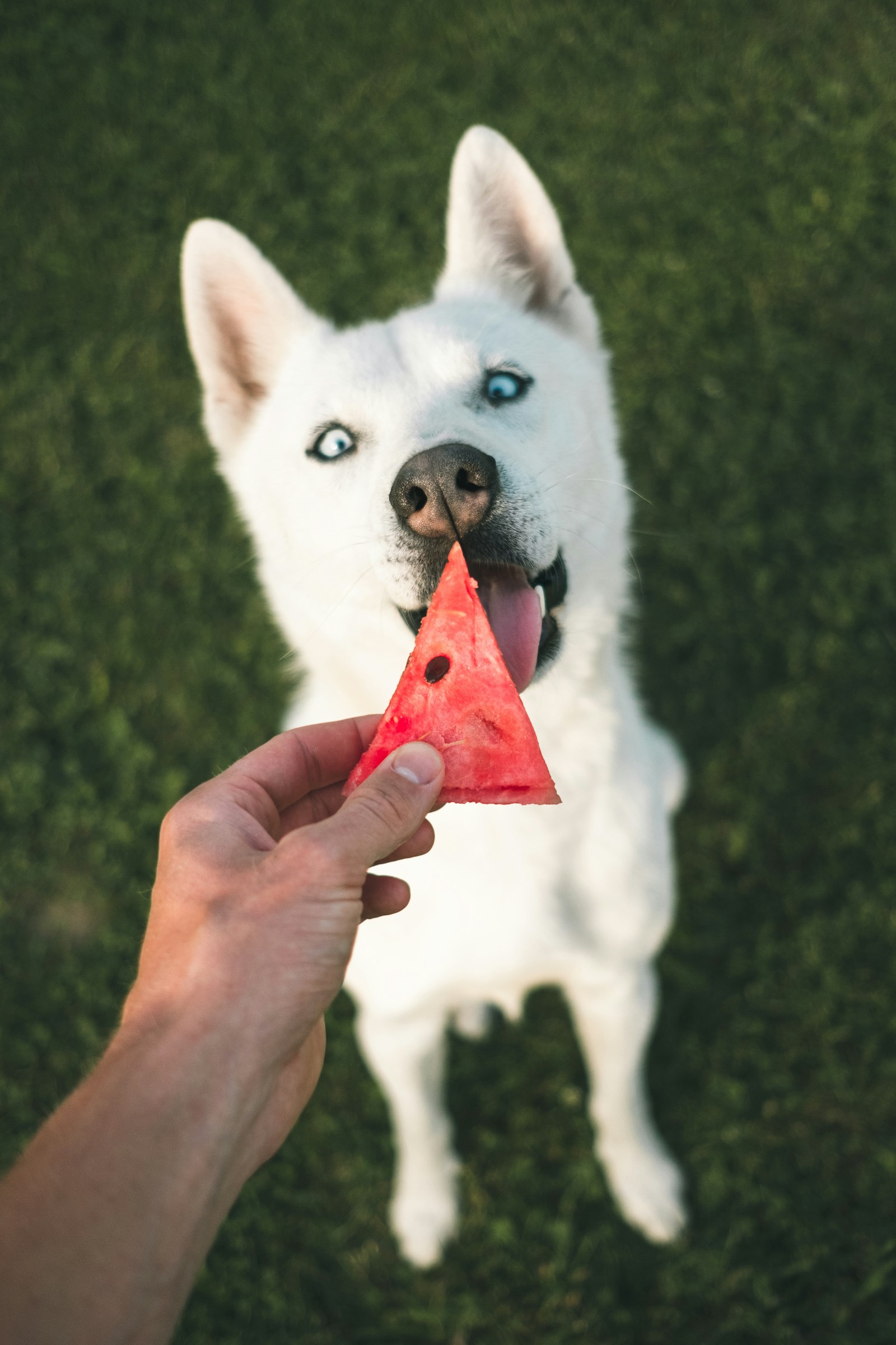 Large-breed dog featured in a best dog treats for large dogs buying guide