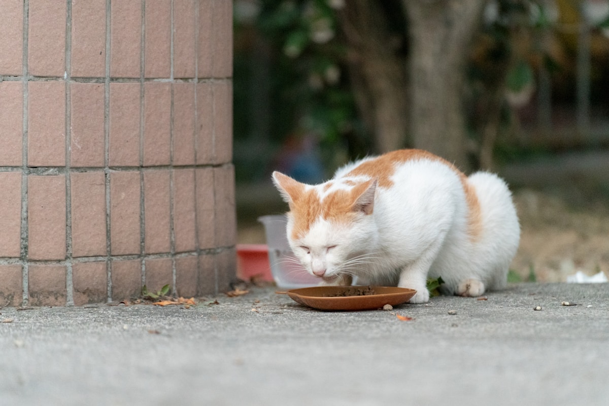 Caregiver serving the best food for elderly cats in small frequent meals