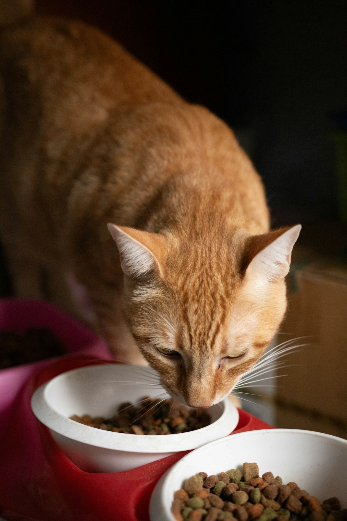 Gentle meal setup for the best food for elderly cats in a quiet home
