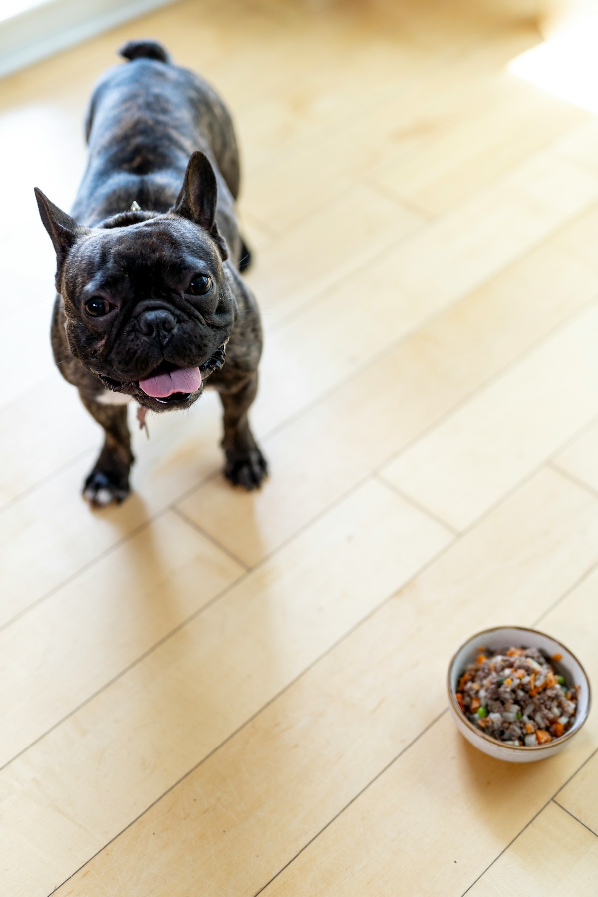 Dog beside bowl illustrating best limited ingredient dog food options