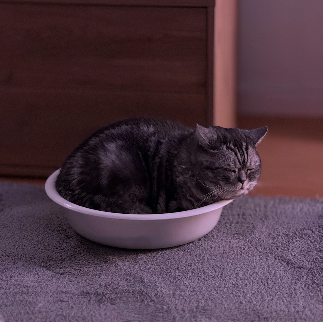 Best wet food for cats with diabetes served in portioned bowls