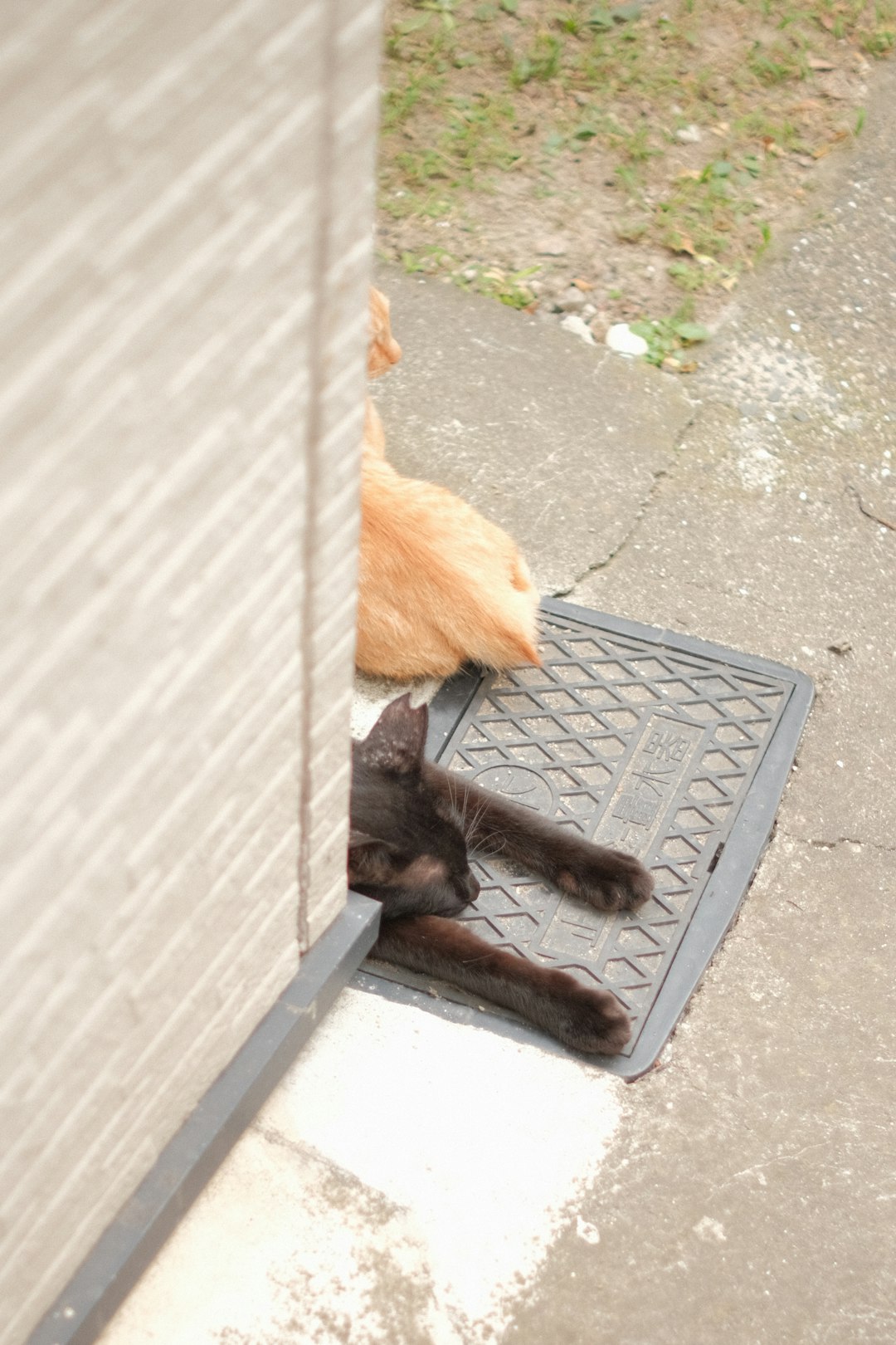 Best cat litter for long haired cats setup with low-tracking litter