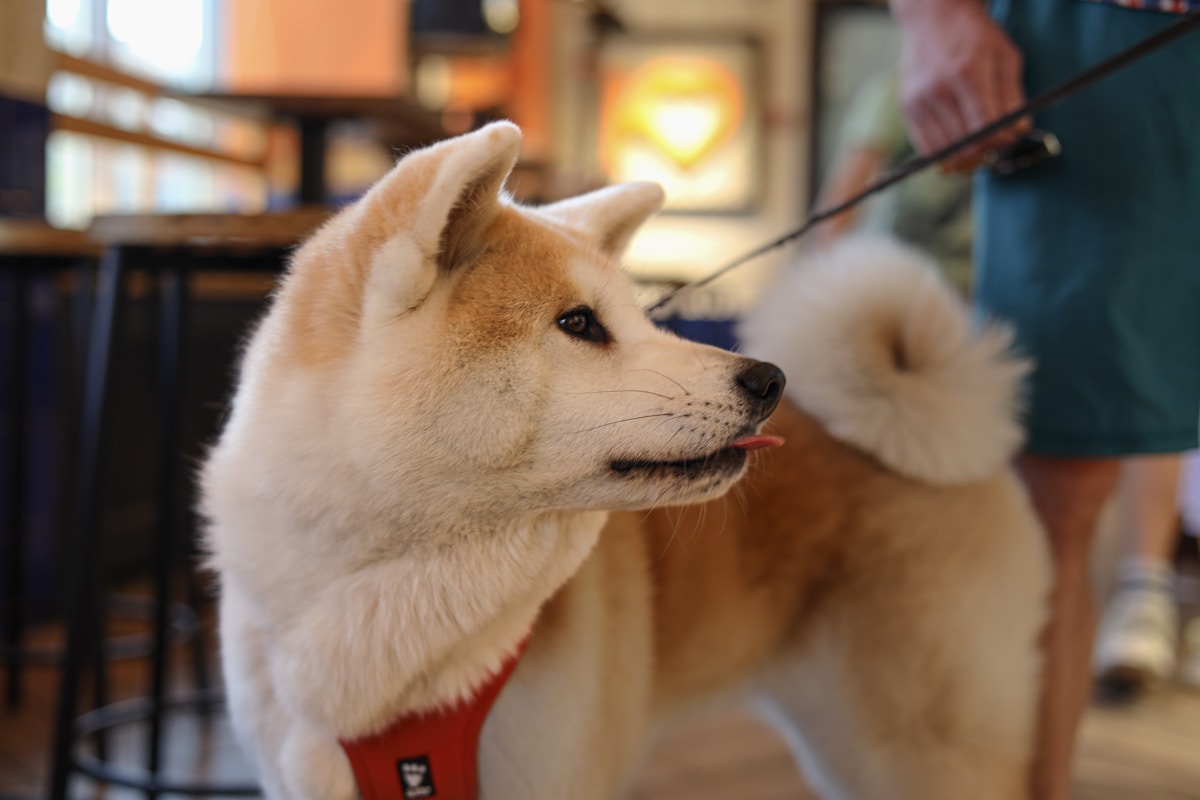 Owner using a dog grooming brush to remove loose coat on a calm dog