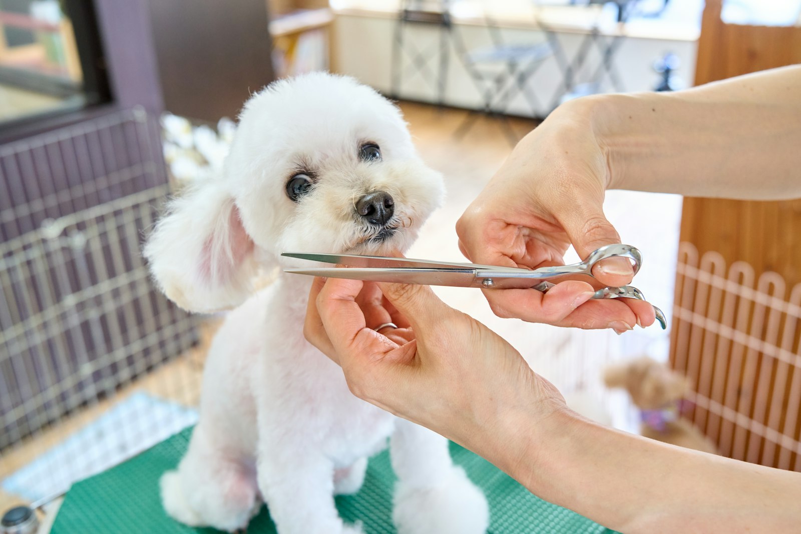 Feature close-up of dog grooming tables showing grooming arm and anti-slip tabletop