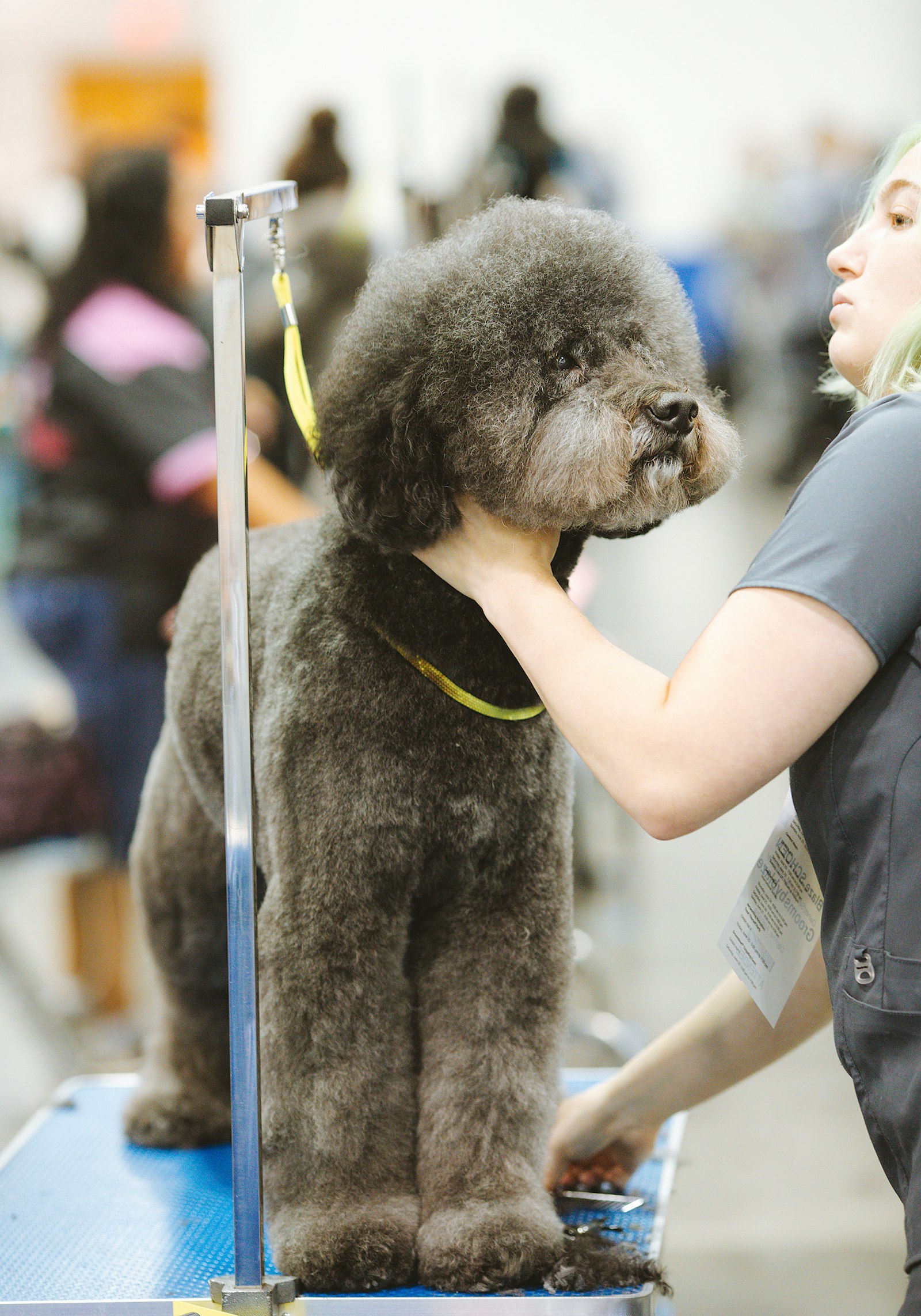 Portable dog grooming tables in use with medium-size dog during at-home session