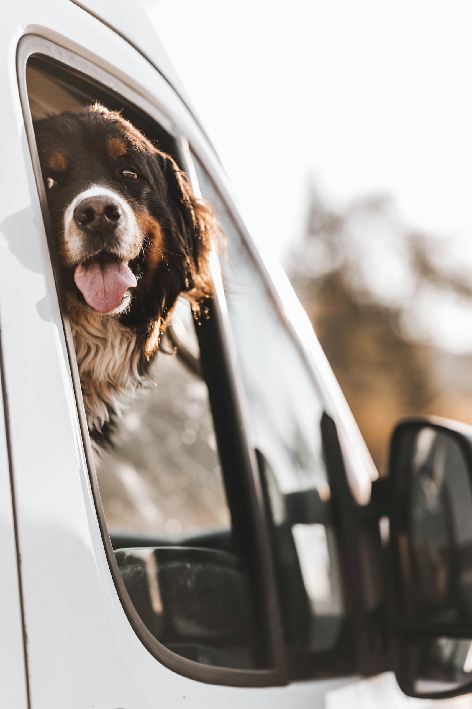 Dog looking from a mobile van during a dog grooming trailer and van setup comparison