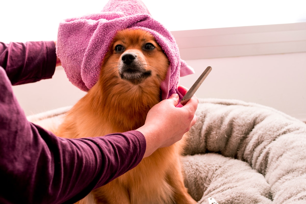 Dog calmly standing in a dog grooming tub while being rinsed during bath time
