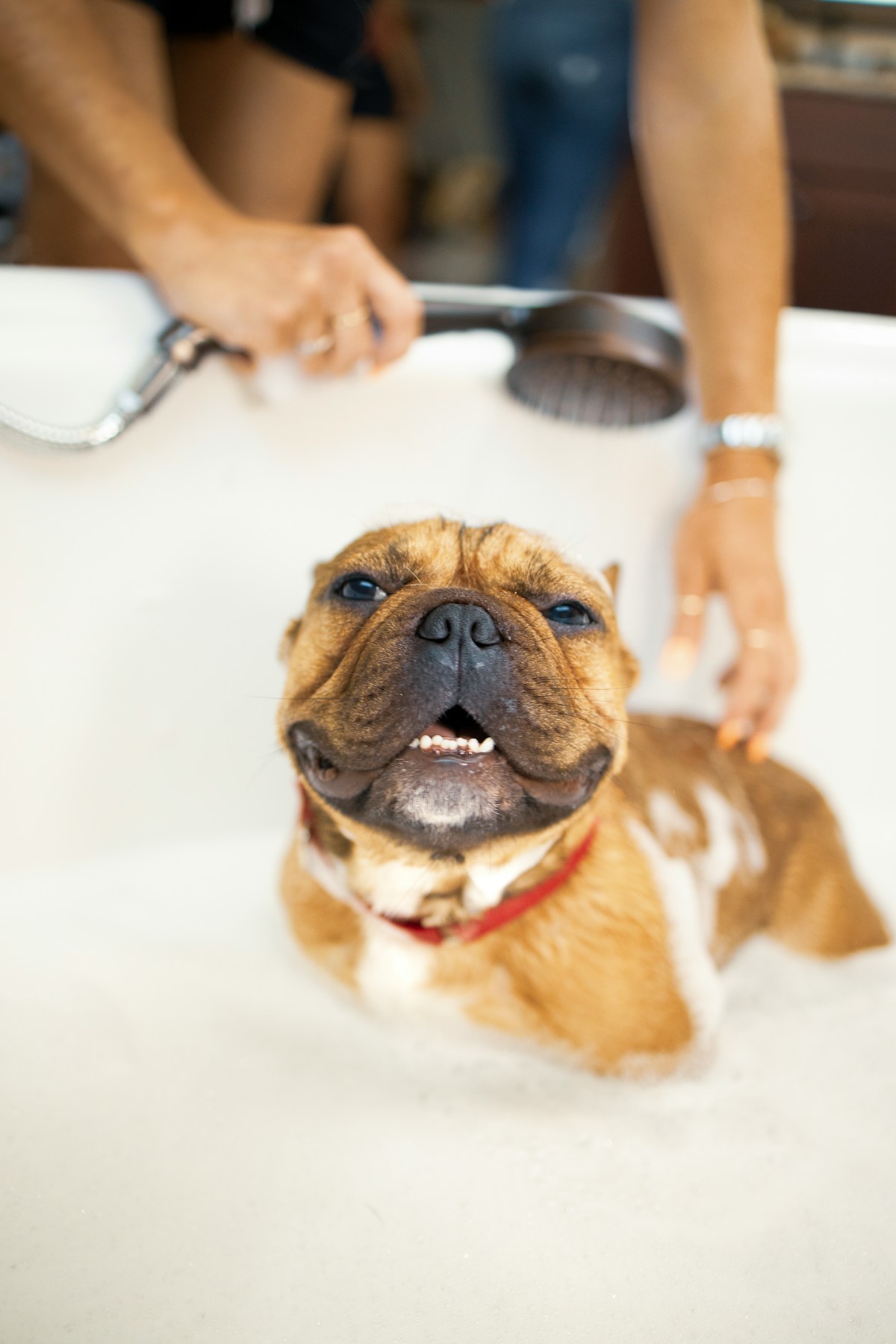 Dog Grooming hub hero image