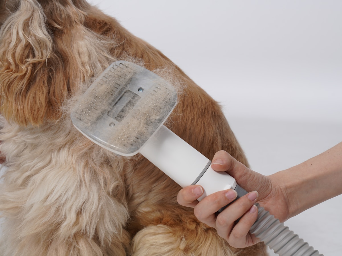 Calm home session using a dog grooming vacuum to collect loose fur while brushing