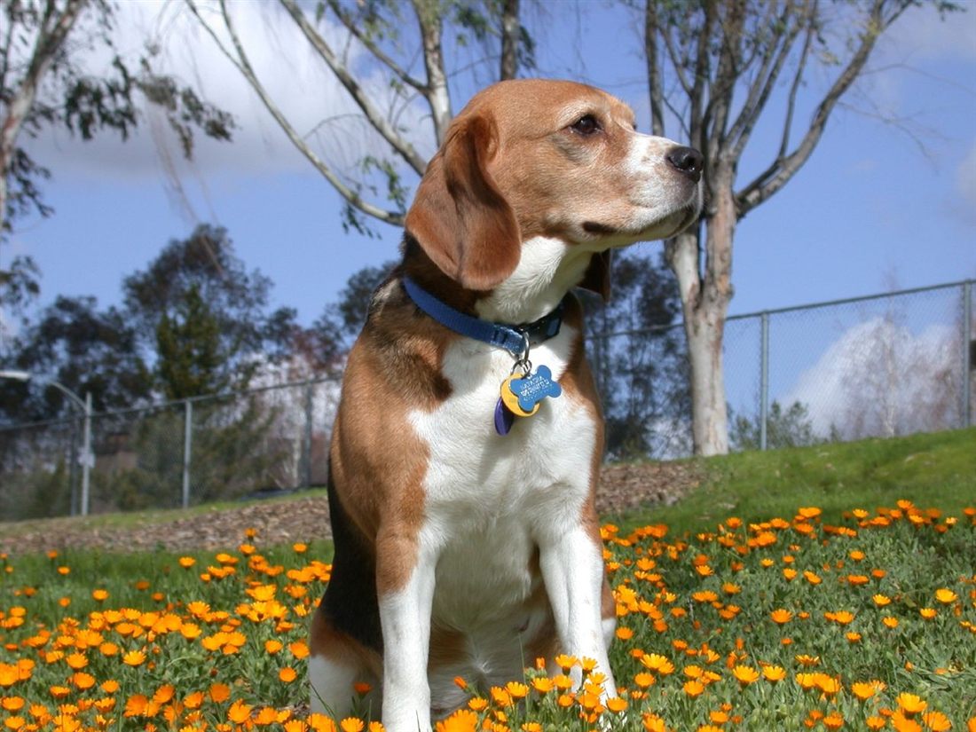 Adult tricolor Beagle standing outdoors to illustrate common Beagle dog health problems
