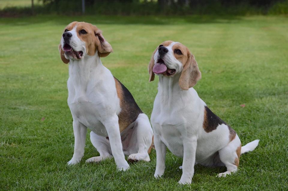 Pair of Beagles on leash representing household routines that affect Beagle preventive care