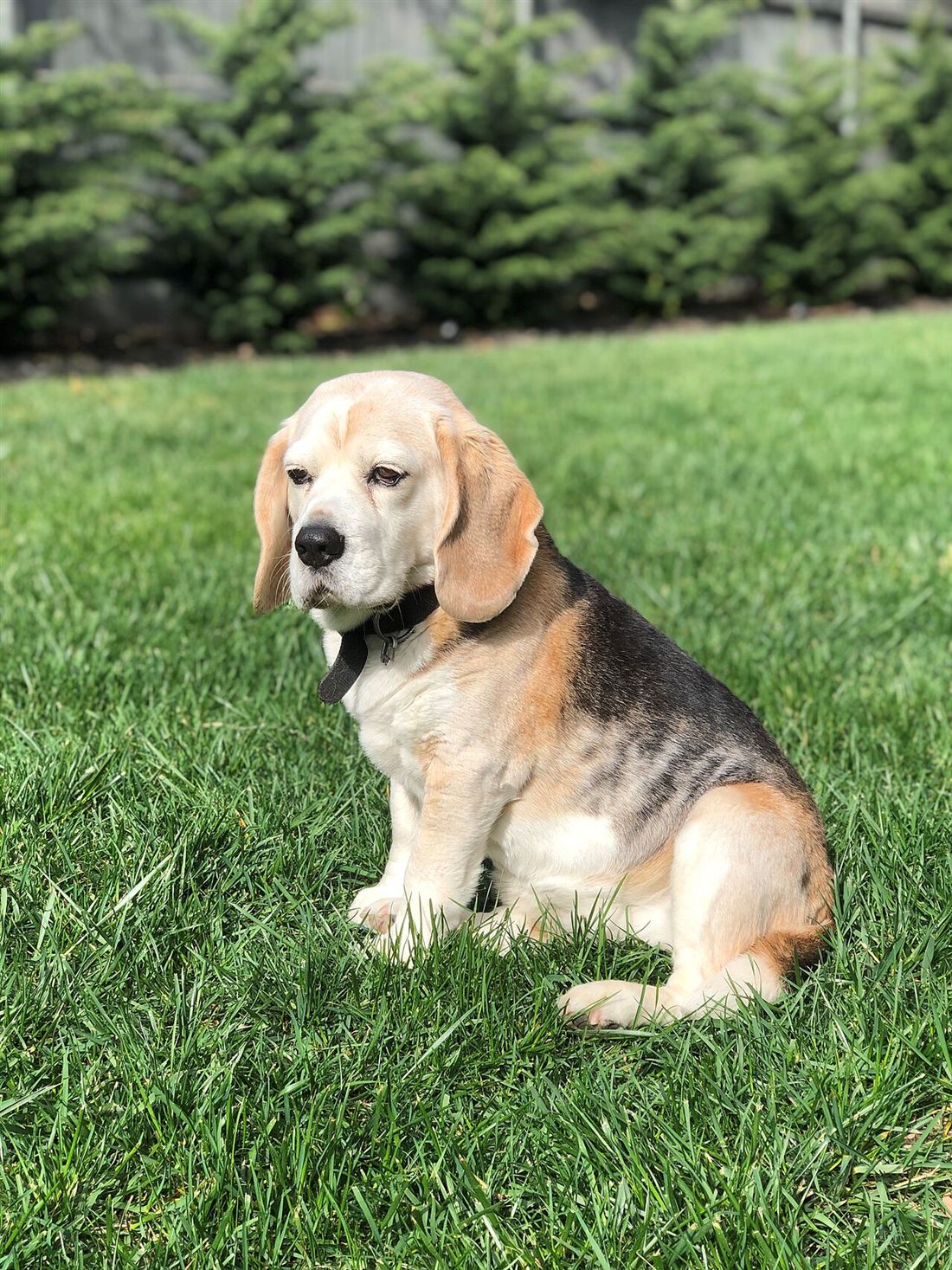 Beagle standing in profile showing body condition changes tied to Beagle obesity risk