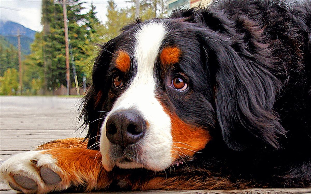 Bernese Mountain Dog resting outdoors for a guide to Bernese Mountain Dog health problems
