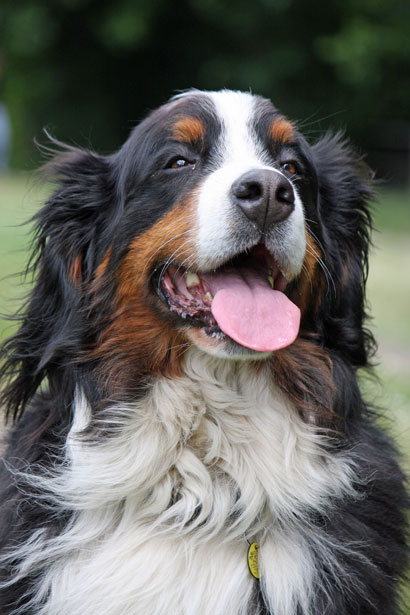 Close-up Bernese Mountain Dog portrait for Berner cancer risk and health screening