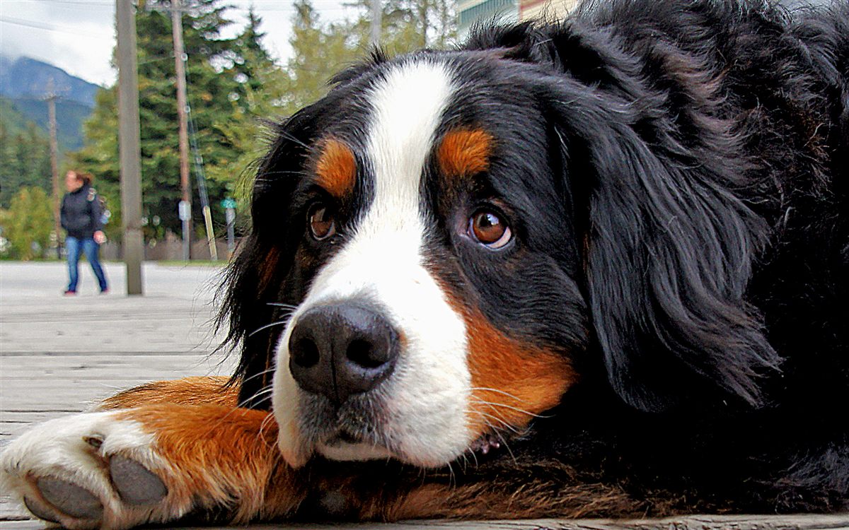 Bernese Mountain Dog outdoors showing senior monitoring and preventive care needs