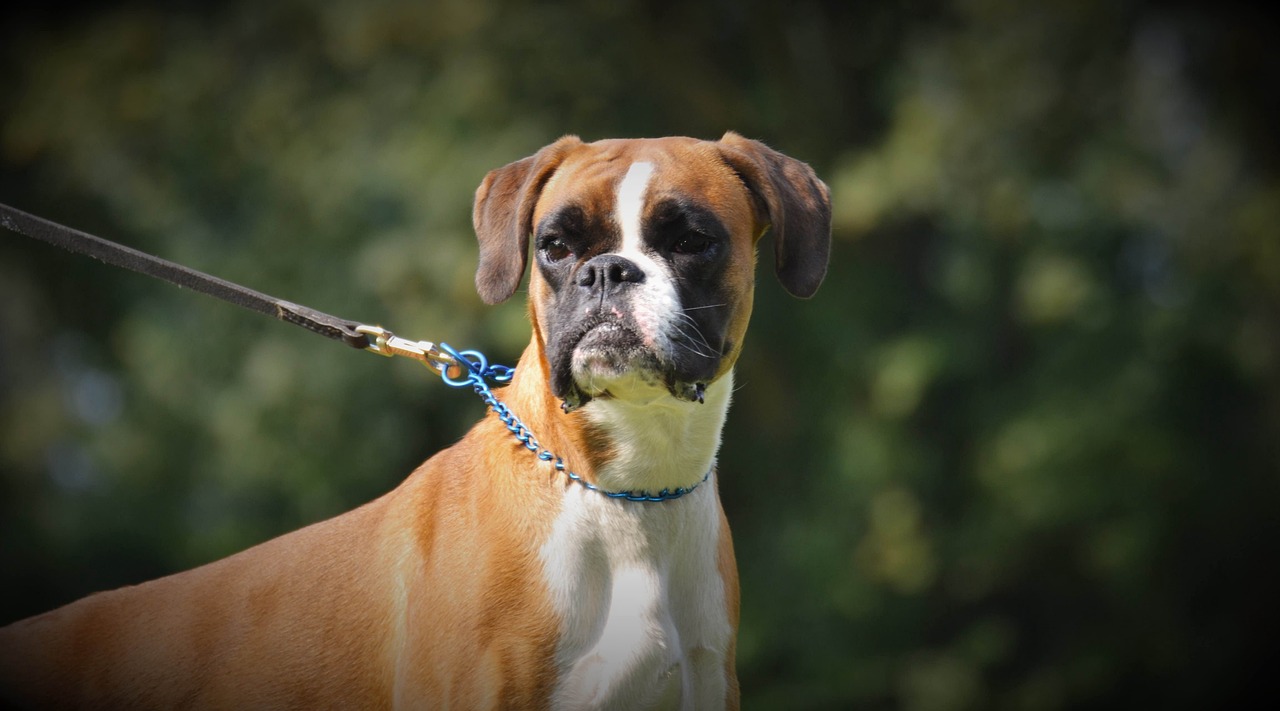 Adult boxer dog profile illustrating boxer dog health problems owners should monitor