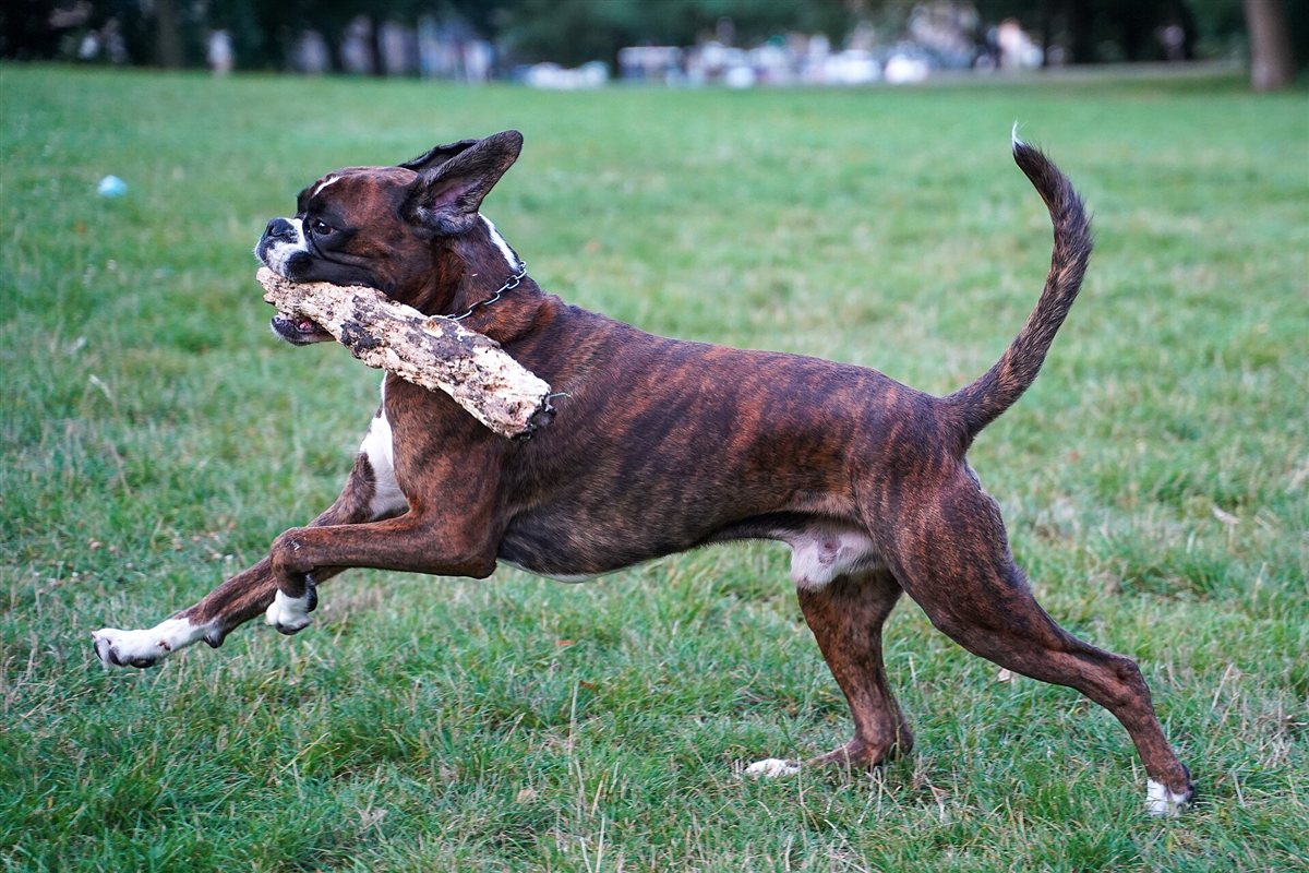 Running boxer dog representing exercise planning and bloat-risk timing