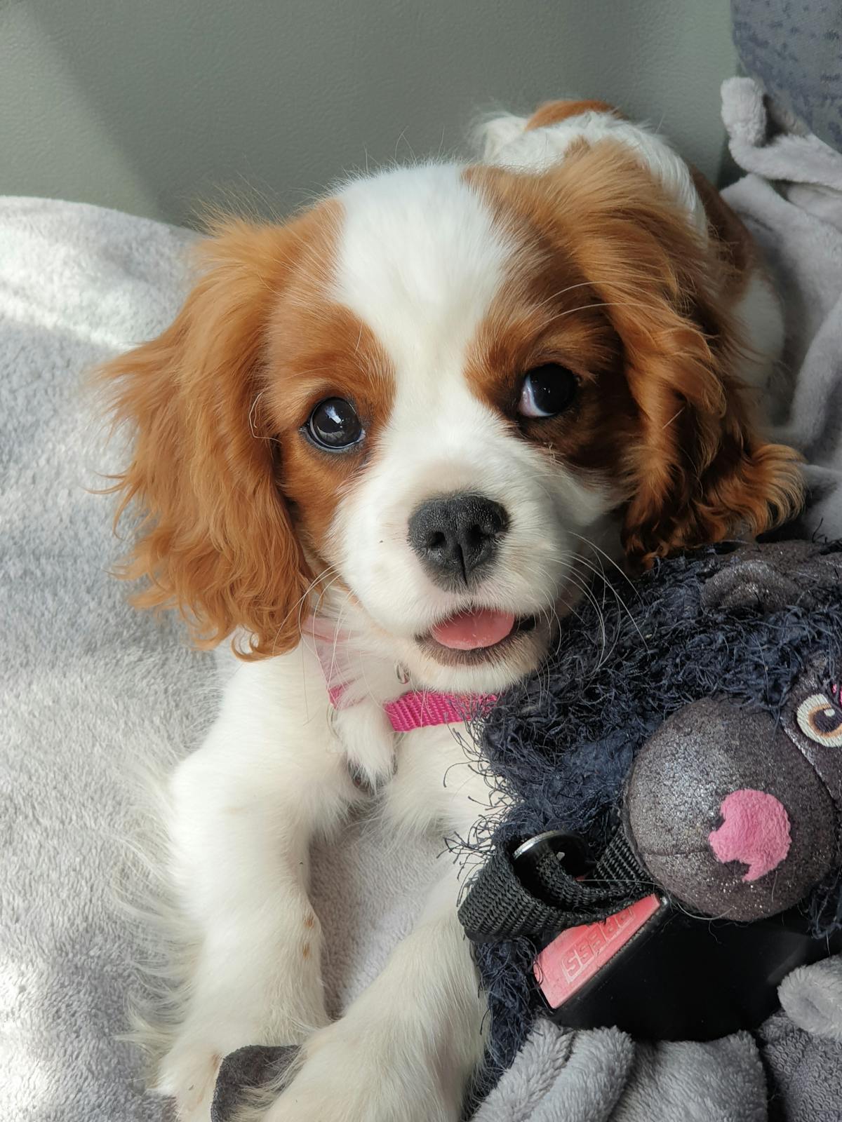 Cavalier King Charles Spaniel close-up showing eyes and facial care needs