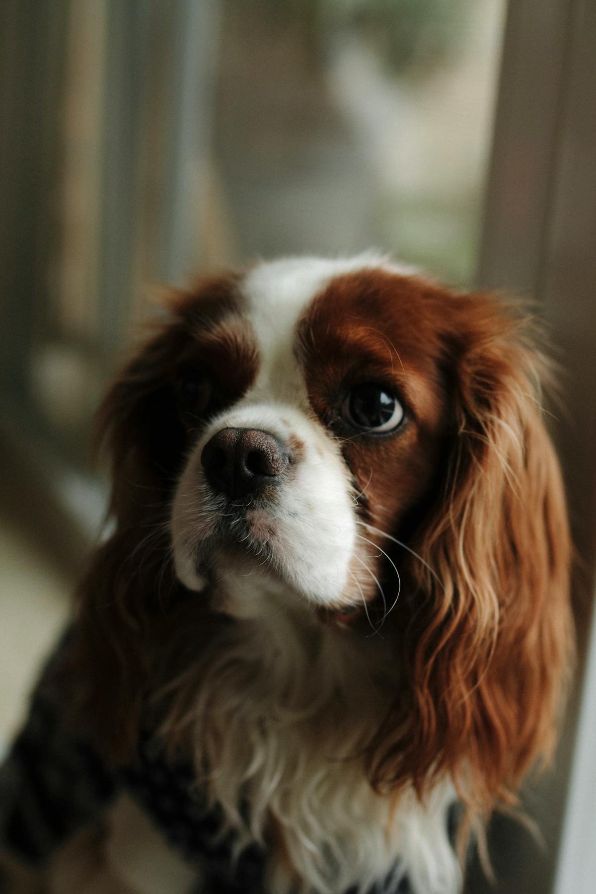 Blenheim Cavalier King Charles Spaniel portrait for heart murmur and MVD screening