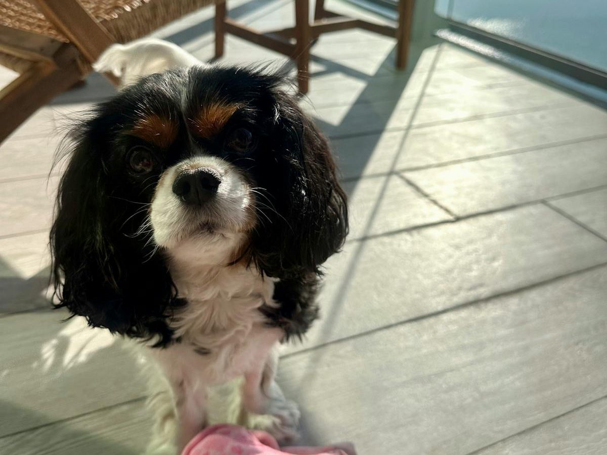 Tricolor Cavalier King Charles Spaniel for a Cavalier King Charles health problems guide