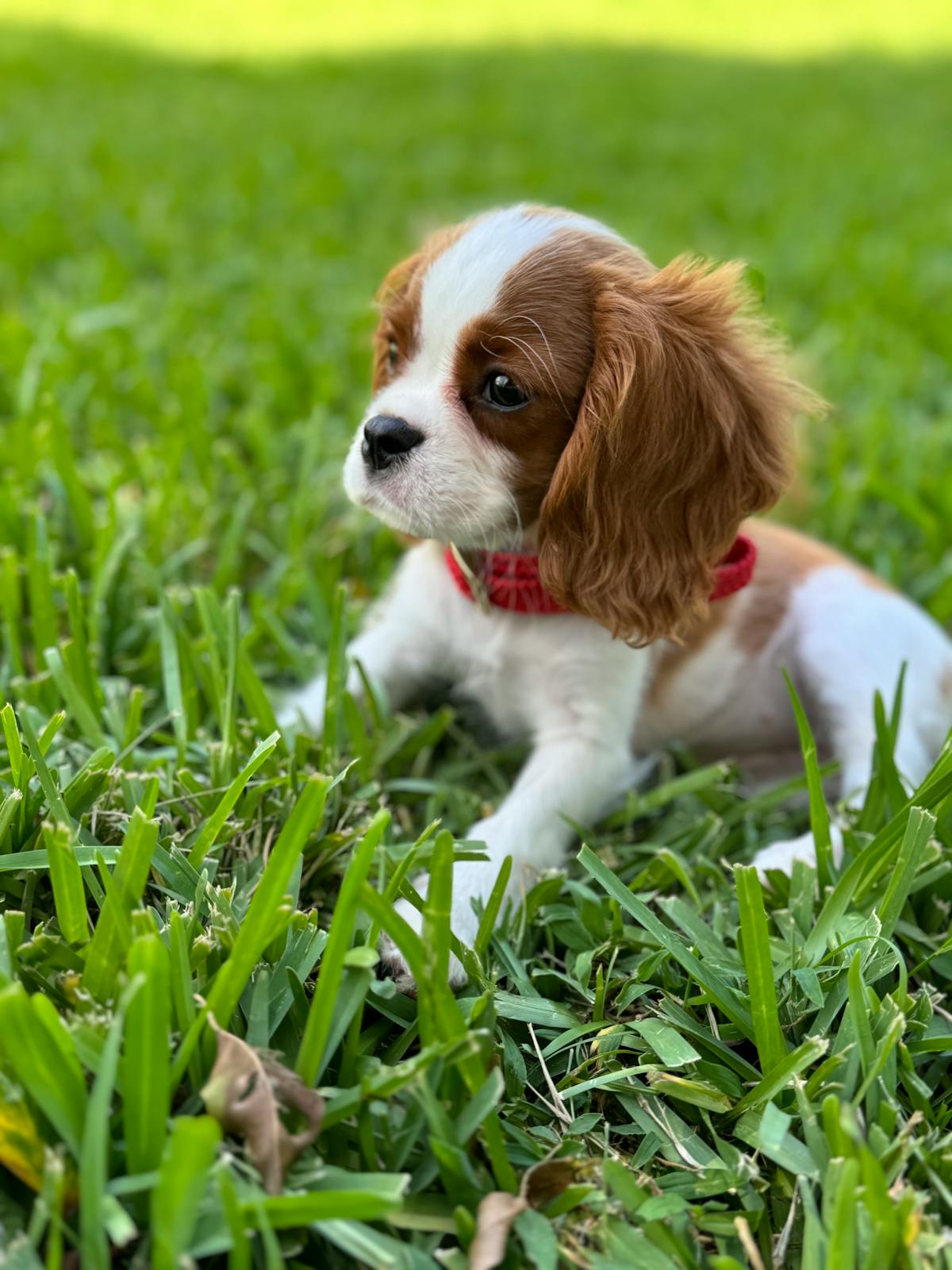 Cavalier King Charles Spaniel puppy for breeder health testing and preventive care planning