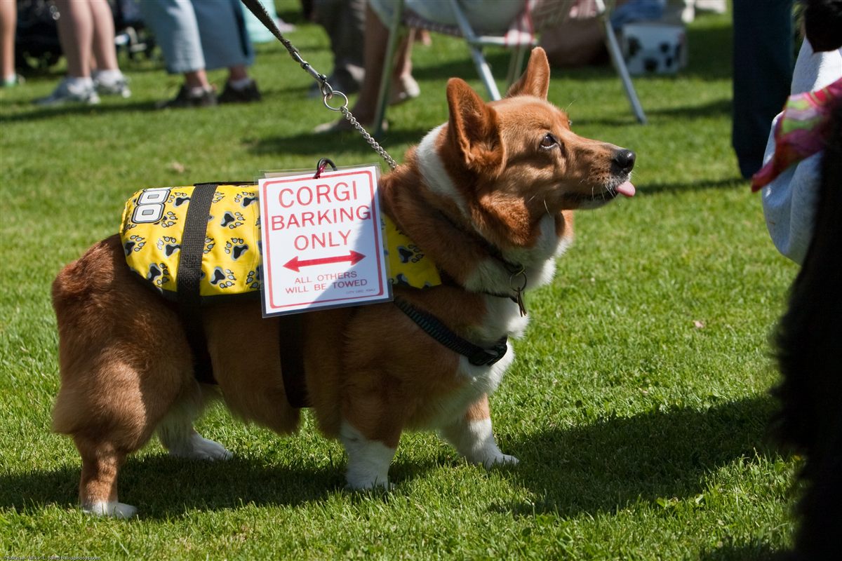 Corgi in motion demonstrating back and mobility risk screening for corgi health issues