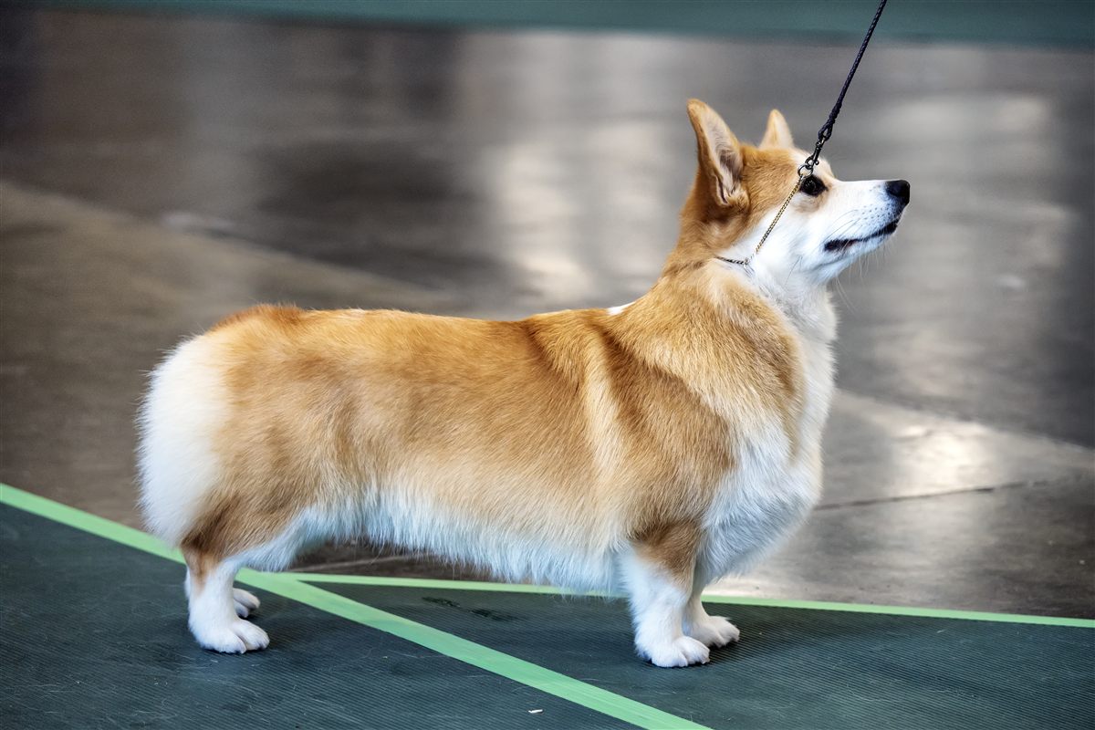 Pembroke Welsh Corgi standing outdoors to illustrate common corgi dog health problems