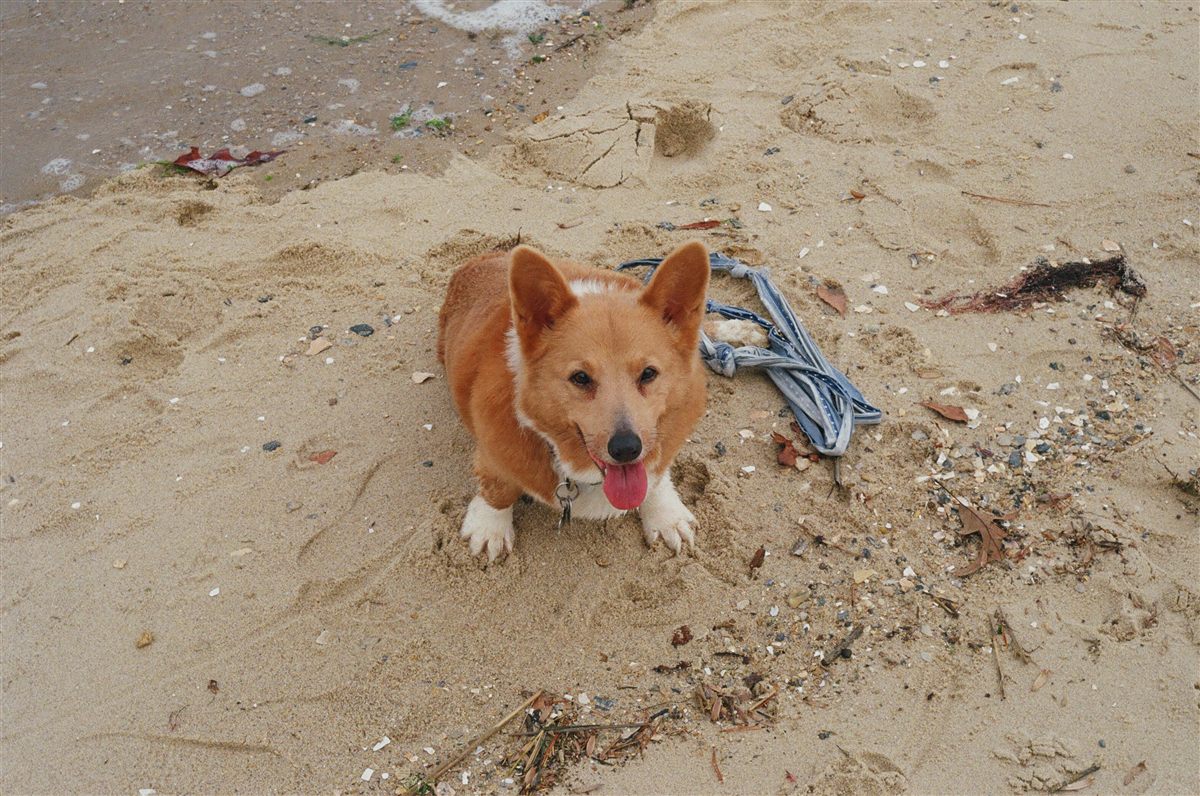 Senior corgi representing age-related corgi health problems and mobility screening
