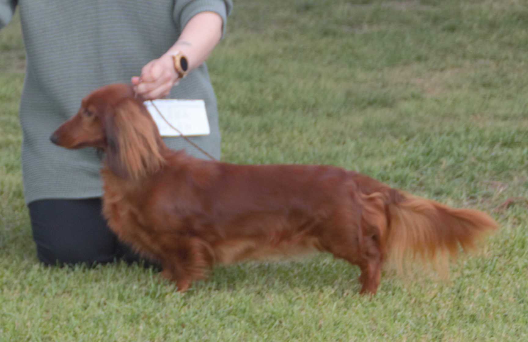 Long-haired dachshund profile used to explain standard dachshund back-risk and mobility planning