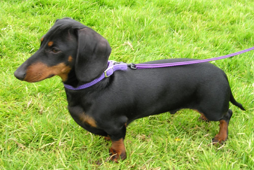 Miniature dachshund standing on grass to illustrate miniature dachshund health issues and preventive monitoring