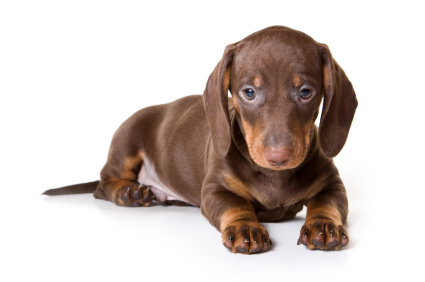 Miniature dachshund puppy on exam table representing early dachshund preventive care and health screening