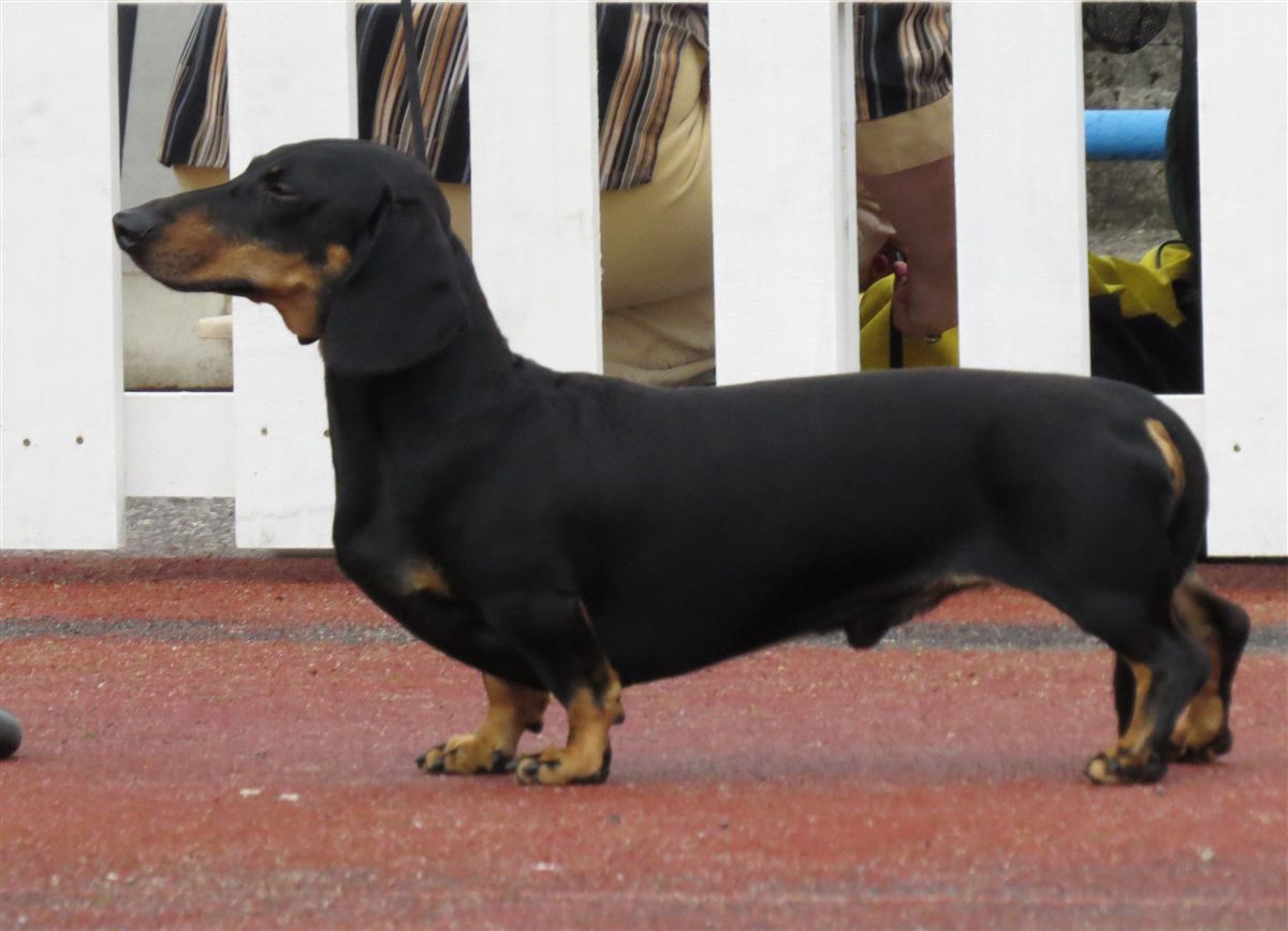 Adult dachshund standing outdoors to illustrate dachshund dog health problems and long-term screening
