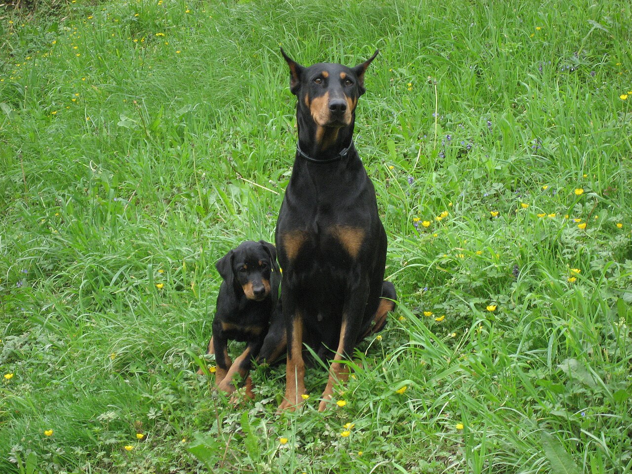 Doberman mother and puppy illustrating inherited doberman health issues and early monitoring