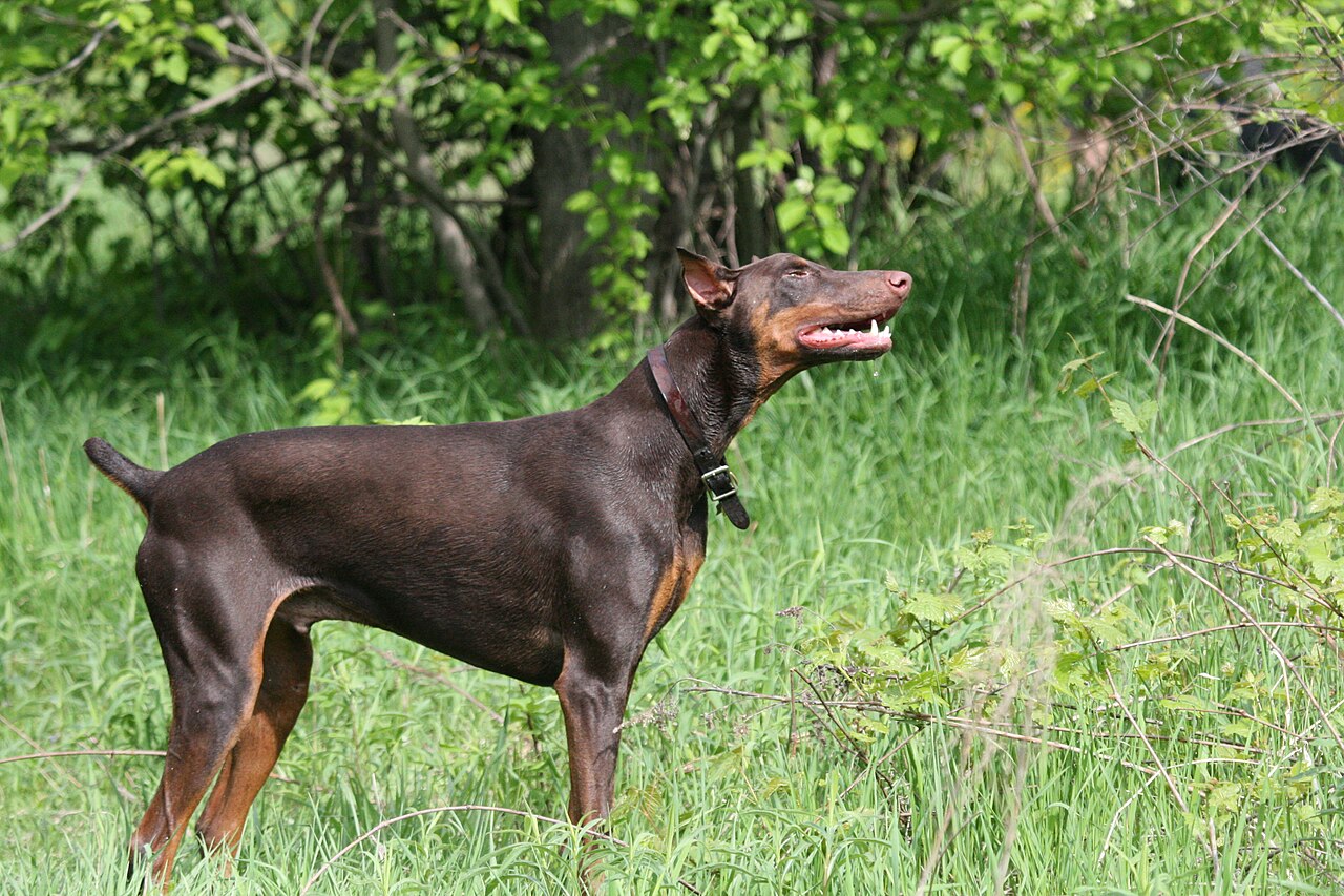 Doberman standing outdoors used to explain doberman health issues and heart screening