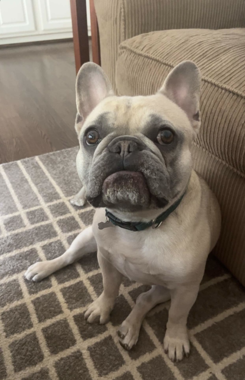 French bulldog portrait used to discuss french bulldog ear infections and routine ear care