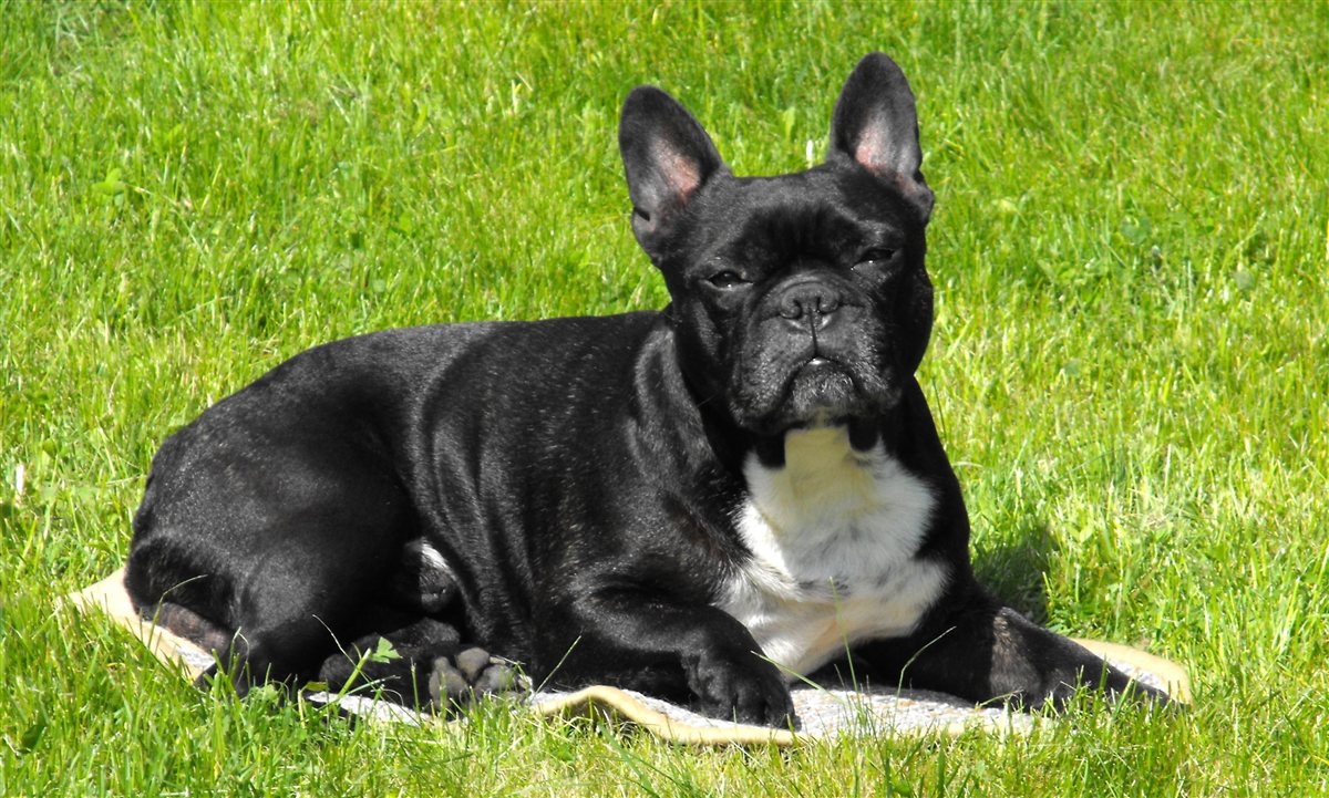 French bulldog standing outdoors, representing common french bulldog health problems owners should monitor