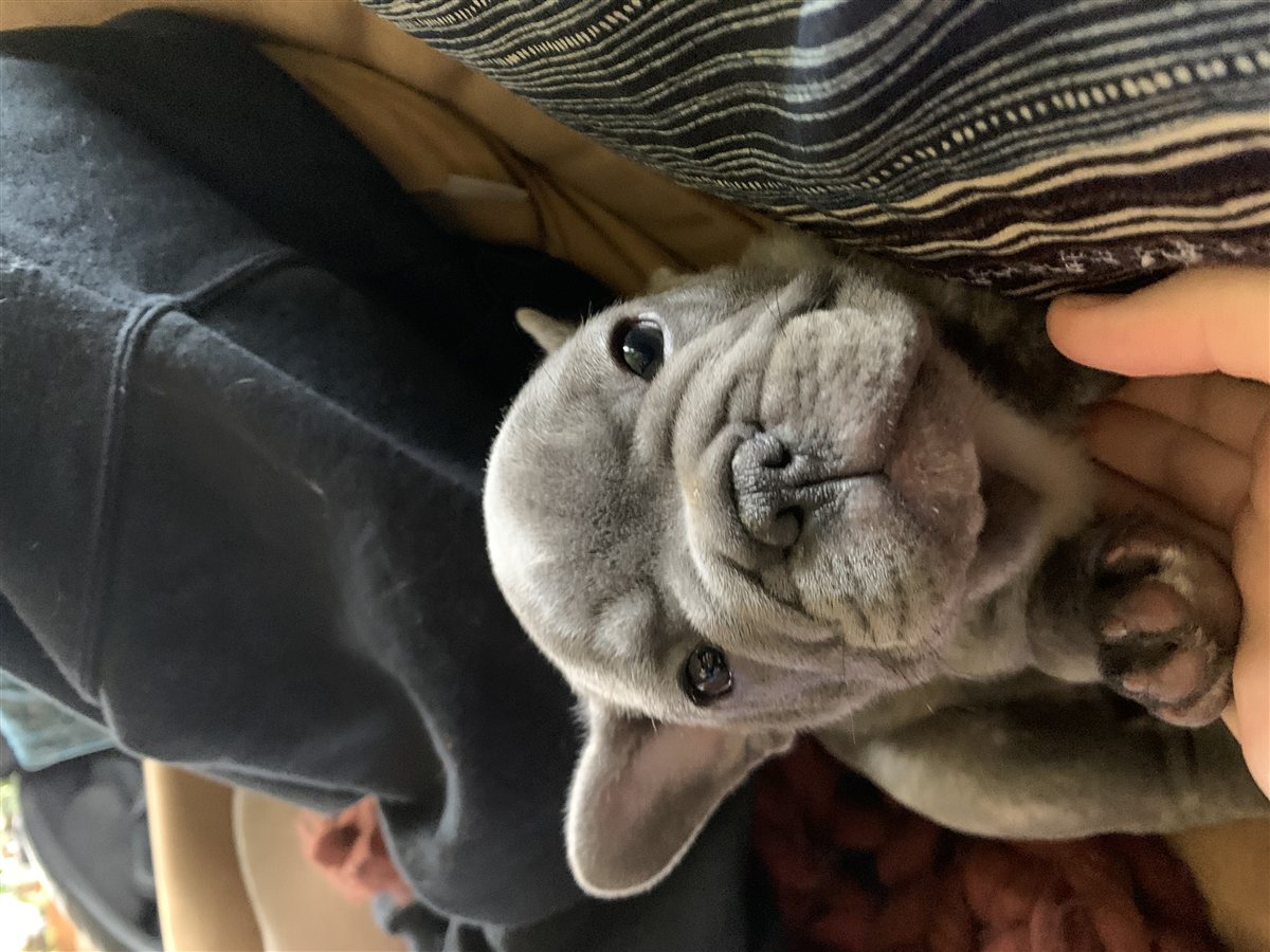 French bulldog resting after activity, illustrating french bulldog joint problems and arthritis monitoring