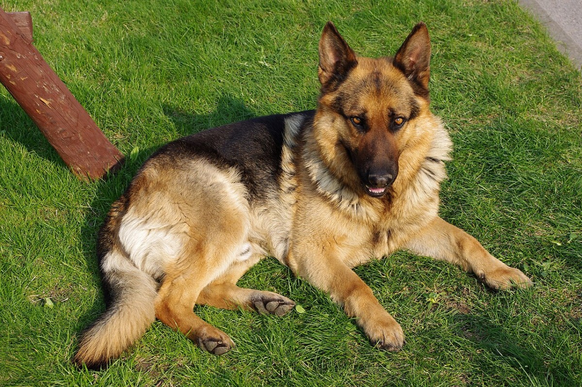 Adult German Shepherd standing alert, representing common german shepherd dog health problems