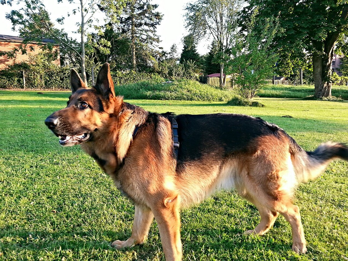 German Shepherd moving through grass to maintain joint mobility and muscle support