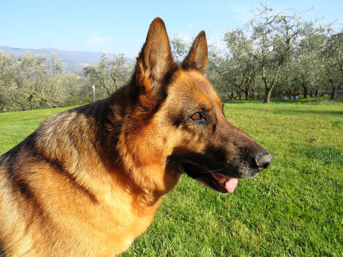 Senior German Shepherd resting outdoors during routine senior health monitoring