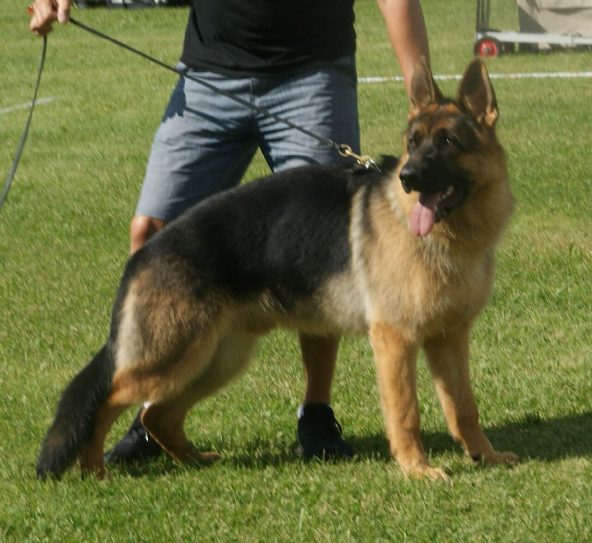 Lean German Shepherd standing on pavement to illustrate weight management for german shepherd dog health problems